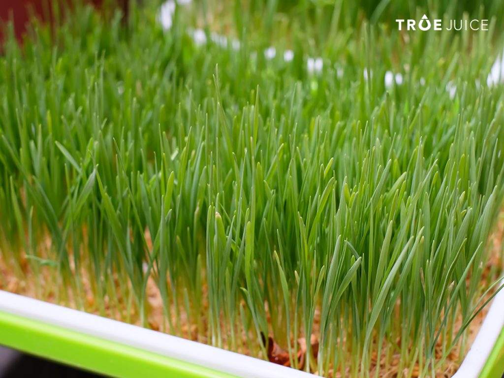 hanh-trinh-cua-chai-juice-27